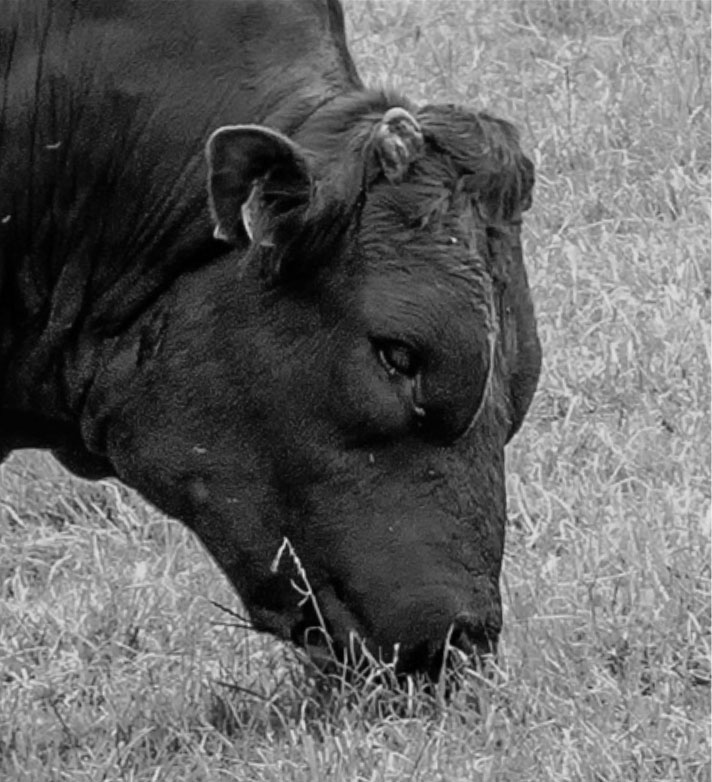 Belgian Blue breed of cattle