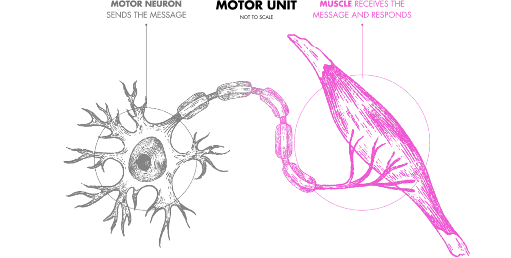 Illustration of a motor neuron connecting to muscle