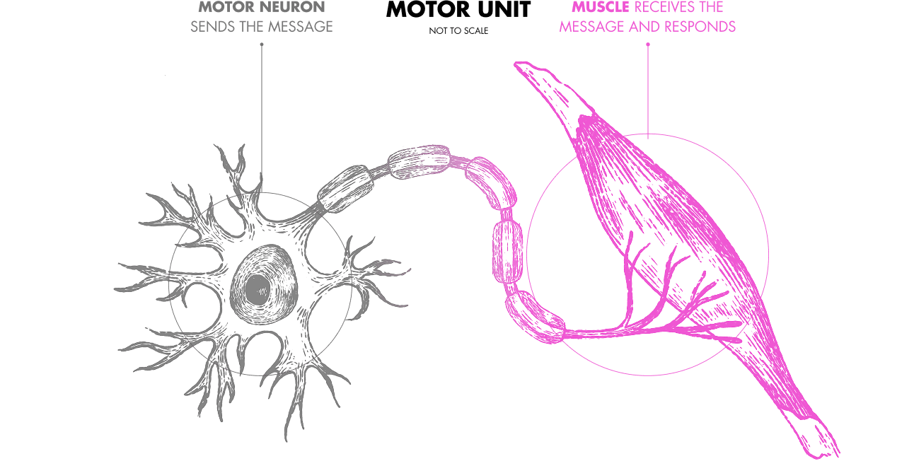Illustration of a motor neuron connecting to muscle
